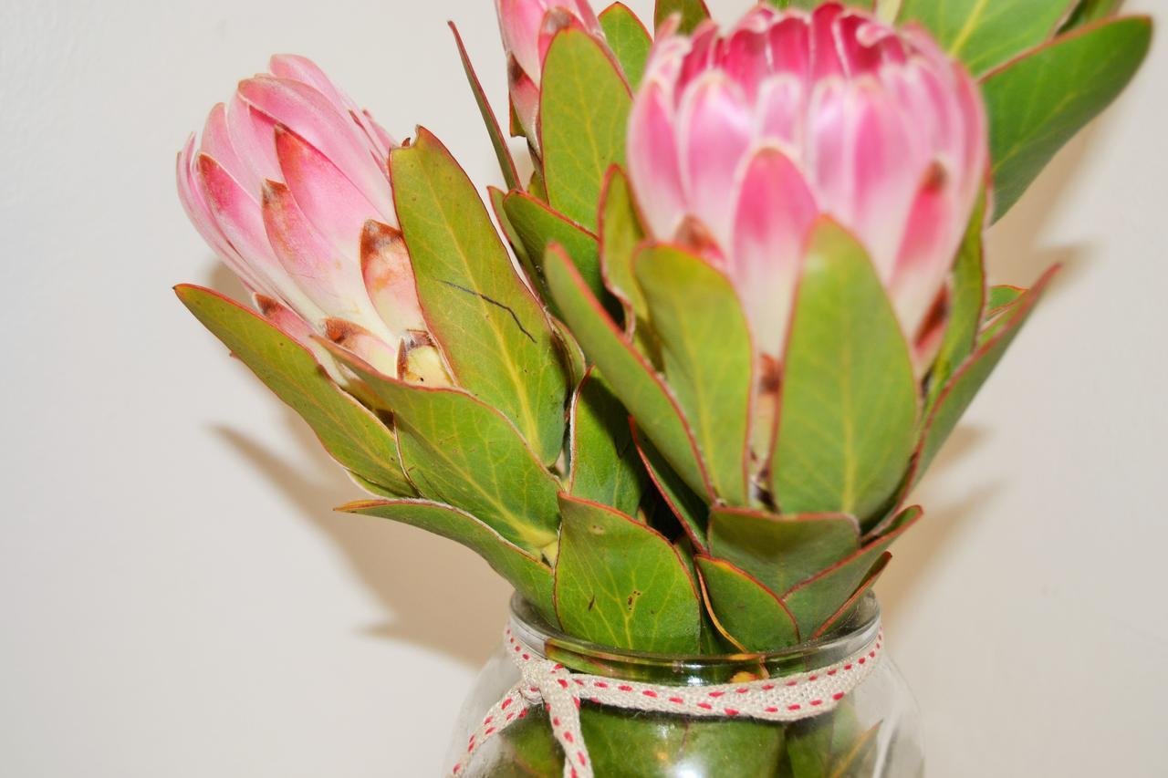 Agulhas Heights Self-Catering Cottages المظهر الخارجي الصورة